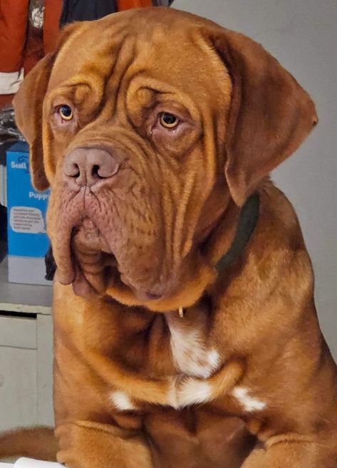 French Mastiff Dog, French Bordeaux, Bordeaux Dog, French Mastiff, Mastiff Dogs, Pitbull Puppies, Mans Best Friend, Pitbull, Dog Love