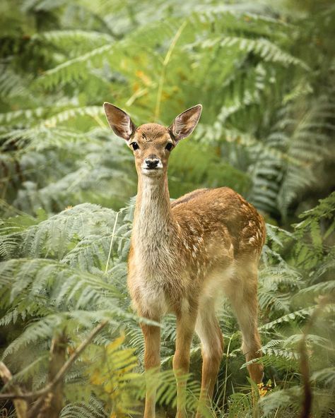 Female Reindeer, Water Deer, Female Deer, Male Deer, Fallow Deer, Forest Of Dean, Whitetail Deer, Wild Ones, In The Forest