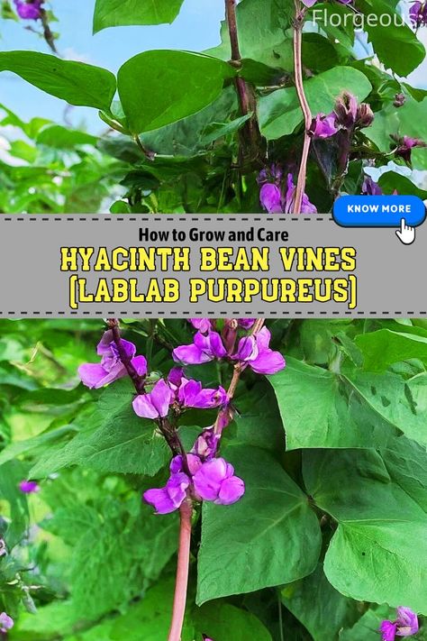 Hyacinth Bean Vines Hyacinth Bean, Hyacinth Bean Vine, Fast Growing Vines, Growing Vines, Climbing Plants, Do You Really, Fast Growing, How To Grow, How Can