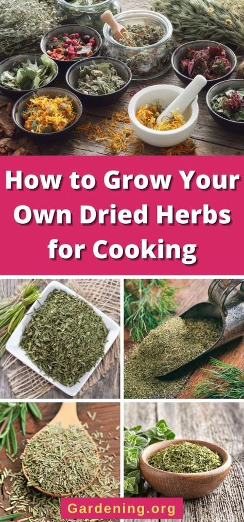 10 Best Herbs to Grow At Home + Tips for Drying and Using - Gardening Herbs To Grow At Home, Herbs Drying, Herbs And Uses, Herbs For Cooking, Best Herbs To Grow, Chamomile Plant, Herbs Growing, Flower Kitchen, God Provides