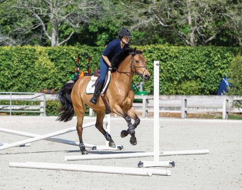 Horse Jumping Exercises, Show Jumping Horses, Horse Exercises, Riding School, Equestrian Aesthetic, Horse Riding Clothes, Horse Things, English Riding, Horse Jumping