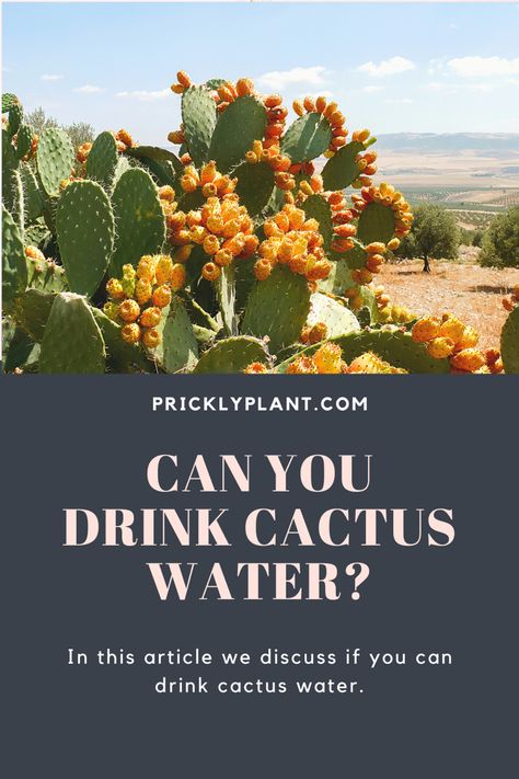 Can You Drink Cactus Water? In this article, we discuss the effects of drinking cactus water to determine if it’s safe to drink! #cactus #succulents Cactus Water Drink, Cactus Facts, Cactus Leaves, Cactus Water, Barrel Cactus, Desert Environment, Cactus Types, Cactus Succulents, Prickly Pear Cactus