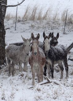 Donkey's In The Winter Baby Donkey, Mini Donkey, Miniature Donkey, Cute Donkey, A Donkey, Silly Animals, Donkeys, Sweet Animals, Nature Animals