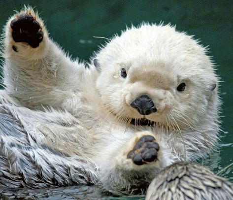 Adorable baby otter.... Otters Hugging, Baby Sea Otters, Otters Cute, Baby Otters, Albino Animals, Sea Otter, Cute Animal Pictures, Animal Wallpaper, Sweet Animals