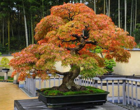 Japanese Maple Red Maple Bonsai, Japanese Maple Bonsai, Bonsai Trees For Sale, Japanese Bonsai Tree, Maple Bonsai, Bonsai Forest, Bonsai Tree Types, Bonsai Tree Care, Indoor Bonsai Tree