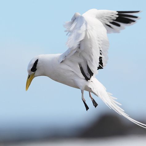 White-tailed Tropicbird | Jon Irvine | Flickr White Tail, Tail Feathers, Sea Birds, Bird Species, Birds, Drawings, Animals