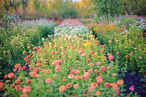 Mc Farm, Zinnia Field, Zinnia Garden, Flower Farming, Raised Bed Garden, Farm Garden, Flower Farmer, Cut Flower Garden, Field Of Dreams