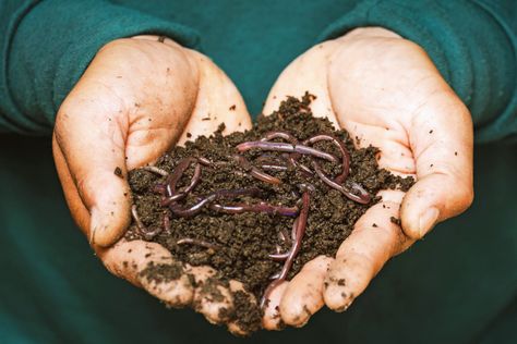 Transform your lifeless dirt into vibrantly alive soil – Marin Independent Journal Cacing Tanah, Worm Composting Bin, Red Wigglers, Worm Bin, Worm Castings, Red Worms, Fertility Awareness, Worm Composting, Composting At Home