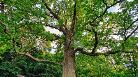 Taking Care of Your Oak Trees: When and How to Trim | Treenewal Texas Trees, Red Oak Tree, White Oak Tree, Growing Trees, Tree Removal, Oak Trees, Tree Service, Tree Trimming, Tree Care