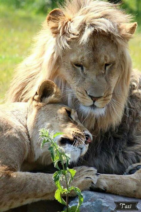 Lion love Lion Couple, Beautiful Lion, Lion Love, Lion And Lioness, Cute Cat Breeds, African Lion, African Animals, Microsoft 365, Microsoft Outlook