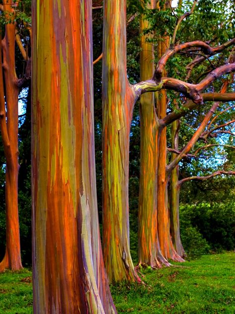 Rainbow Eucalyptus on the Road to Hana Road To Hana Maui, Rainbow Trees, Rainbow Eucalyptus Tree, Rainbow Eucalyptus, Hana Maui, Hawaii Maui, Maui Travel, Rainbow Tree, Hawaii Trip