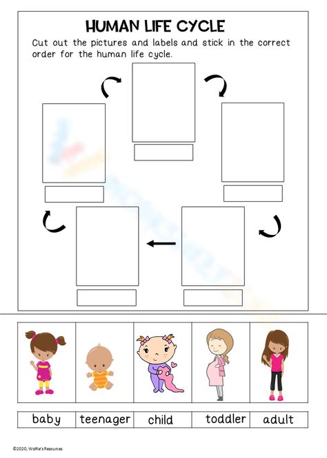 Life Cycle Worksheet, Shape Activities Kindergarten, 3d Shapes Activities, Human Life Cycle, Human Genetics, Human Growth And Development, Cycle For Kids, Human Population, Teaching Lessons Plans