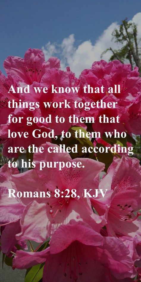 THANK YOU LORD SPIRITUAL FOOD: Romans 8:28, Romans 8 28 Kjv, Seek Ye First, Biblical Scriptures, Verse Images, Love Scriptures, Bible Verses Kjv, Happy Sabbath, All Things Work Together