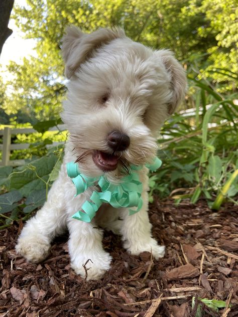 Happy Puppy Born Without Eyes Due to Cruel Breeding Practices Is Searching for a Forever Home Disabled Animals, Puppy Rescue, Rescue Puppy, Big Fluffy Dogs, Teacup Puppy, Tiny Puppy, Animals Rescue, Toy Dog Breeds, Disabled Dog