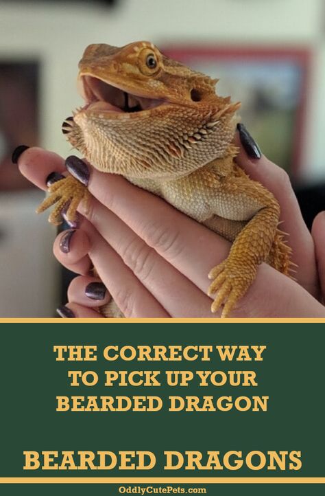 Learn how to pick up a bearded dragon the right way. These reptiles have predator sensors above their head and you don't want to frighten them. [Care Details] #oddlycutepets #beardeddragons Bearded Dragon Vivarium, Bearded Dragon Terrarium Ideas, Bearded Dragon Diy, Bearded Dragon Terrarium, Bearded Dragon Enclosure, Bearded Dragon Cage, Bearded Dragon Food, Bearded Dragon Habitat, Baby Bearded Dragon