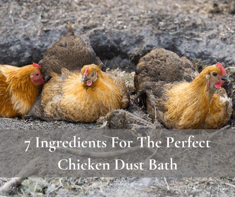 Chicken Dirt Bath, Chicken Dust Bath, Chicken Bath, Dust Bath For Chickens, Herbs For Chickens, Urban Chicken Farming, Chicken Shed, Chicken Coop Run, Dust Bath