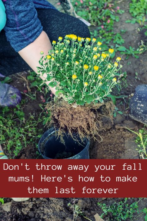 Hardy Mums, Potted Mums, Fall Flowers Garden, Planting Mums, Garden Mum, Fall Mums, Garden Container, Garden Remedies, Mums Flowers