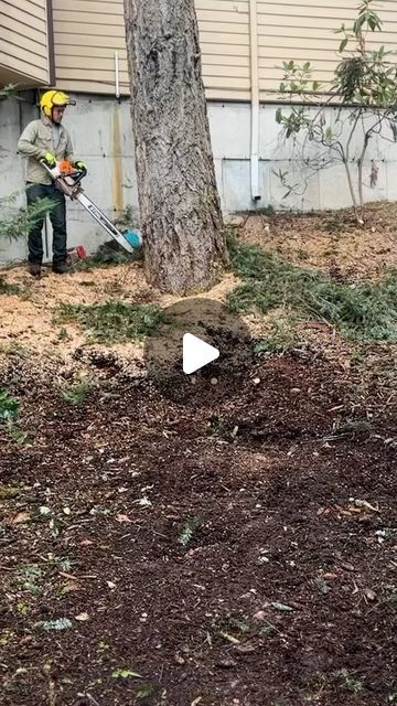 Arborist Climbing Trees, Arborist Climbing, Firewood Processor, Stihl Chainsaw, Tree Surgeons, Tree Felling, Tree Removal, Tree Service, Tree Care