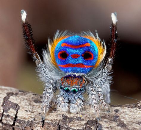 Peacock Spider, Tiny Spiders, Cool Insects, Cool Bugs, Jumping Spider, Beautiful Bugs, Creepy Crawlies, Arachnids, Bugs And Insects