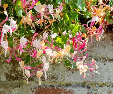 How to grow honeysuckle in pots: a fragrant climbing plant | Honeysuckle In Pots, Grow Honeysuckle, Climbing Honeysuckle, Growing In Pots, Outside Spaces, Shady Garden, Interior Design Advice, Climbing Plants, Back Garden