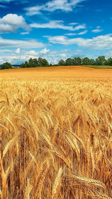 Field Wallpaper, Beautiful Wallpapers For Iphone, Iphone 5 Wallpaper, Fields Of Gold, Scenery Pictures, Wheat Field, Wheat Fields, Amazing Views, Beautiful Backgrounds