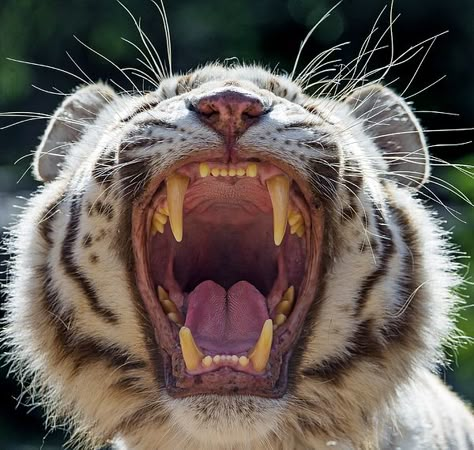 White Tigress, Teeth Drawing, Tiger Tooth, Animal Teeth, Mouth Drawing, Tiger Pictures, Animal Study, White Tiger, Open Mouth