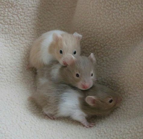 Hamster Pics, Baby Hamster, Funny Hamsters, Pet Mice, Cute Rats, Cute Hamsters, Pet Rats, Cute Animal Pictures, Hamsters