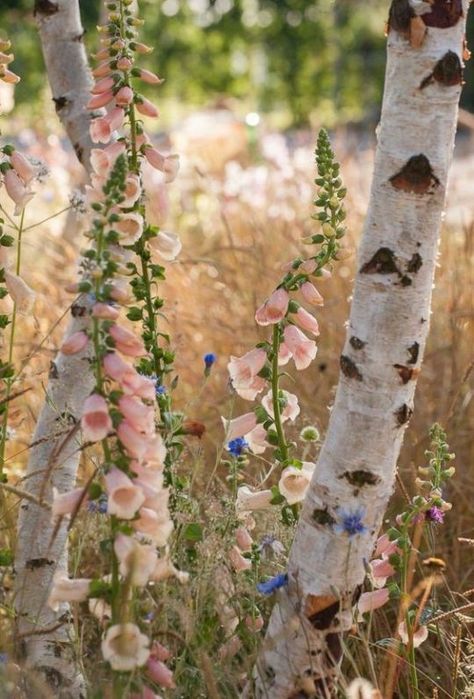 Foxglove Flower, Combination Color, Country Garden Decor, Garden Shrubs, Cottage Gardens, Alam Yang Indah, Delphinium, Garden Cottage, Country Gardening