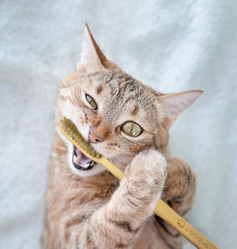 Studies report that between 50 and 90% of cats older than 4 suffer from some form of dental disease😰The best way to prevent dental disease in cats is to regularly remove plaque build-up by tooth brushing🦷 Plastic toothbrushes contain harmful chemicals that are not safe for pets(and even us) to ingest! BAMBOO toothbrushes are an amazing alternative - With bristles made of boar's hair these toothbrushes are an ecological way to keep your pets teeth sparkling😻 #bambootoothbrush #catlovers #cats Cat Brushing Teeth, Tooth Brushing, Photo Cat, Dog Stroller, Bamboo Toothbrush, Pet Leash, Kitten Cat, Happy Animals, Pet Carriers