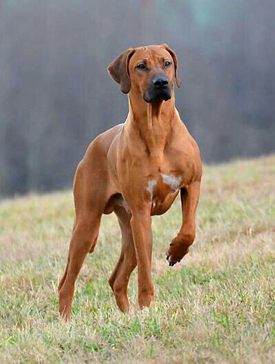 The Rhodesian ridgeback is a dog breed developed in Rhodesia. Its European forebears can be traced to the early pioneers of the Cape Colony of southern Africa, who crossed their dogs with the semi-domesticated, ridged hunting dogs of the Khoikhoi. Rhodesian Ridgeback Dog, Dogs Breeds, Lion Dog, African Lion, About Dogs, Rhodesian Ridgeback, Different Dogs, Dogs Of The World, Hunting Dogs