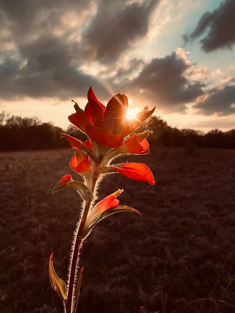 Indian paint brush in Oklahoma Indian Paintbrush Aesthetic, Indian Paintbrush Illustration, Indian Blanket Flower Painting, Indian Paint Brush Flower, Indian Paint Brush, Indian Paintbrush Flowers, Paint Brushes, Flowers