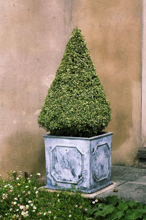 A simple cone shaped topiary box. Topiary Garden, Best Honeymoon Destinations, Sloped Garden, Easy Landscaping, Longwood Gardens, Castle Garden, Topiaries, Formal Gardens, Simple Green