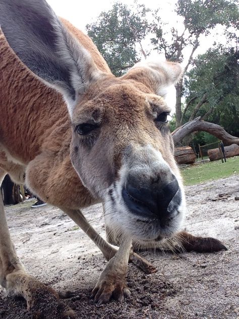 Kangaroo Selfie at Caversham Wildlife Park, Perth. Caversham Wildlife Park, Wildlife Park, Australia Living, Perth, Kangaroo, Acrylic Painting, Australia, Animals