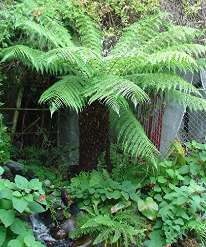 Guide to Dicksonia Antarctica: How to Grow & Care for Tree Ferns Dicksonia Antarctica Tree Fern, Tree Ferns In Gardens, Garden Ideas Australia, Dicksonia Antarctica, Dinosaur Plant, Fern Forest, African Tree, Ferns Care, Woodland Plants