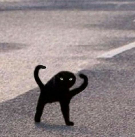 Black cat double tail looking back at you Black Cat, Memes, Funny, Black