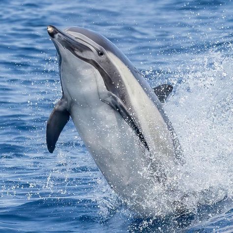 Common Dolphin 🐬 Do they look happy to you? Enjoy International Day of Happiness. 📷 @loriannah The most commonly seen type of… | Instagram Hello Images, Common Dolphin, Day Of Happiness, Dana Point California, International Day Of Happiness, Dana Point, World Photography, International Day, March 20