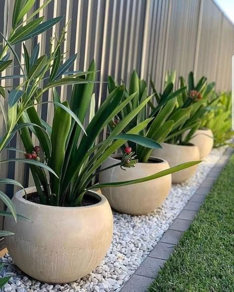 Low Maintenance Landscaping Front Yard, Indoor Tropical Plants, Gravel Landscaping, Side Yard Landscaping, Patio Flowers, Potted Plants Outdoor, Gravel Garden, Front Landscaping, Low Maintenance Garden