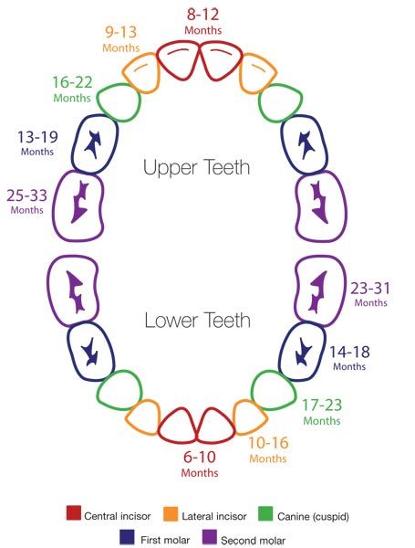 Chart showing when babies' teeth come in (should be +/- few months but interesting). Teething Chart, Teething Signs, Gemstones Chart, Kedokteran Gigi, Baby Tips, Baby Development, Baby Time, Everything Baby, Baby Health