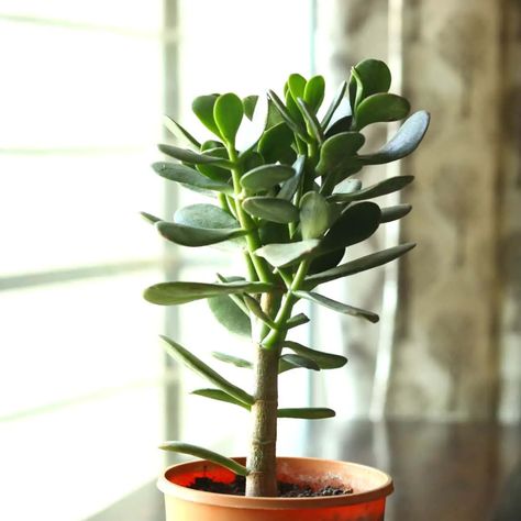 5 Ways To Revive A Top Heavy Jade Plant - Indoor Mint Plants House, Jade Plant, Plant Indoor, Jade Plants, 5 Ways, Potted Plants, Indoor Plants, To Learn, Jade