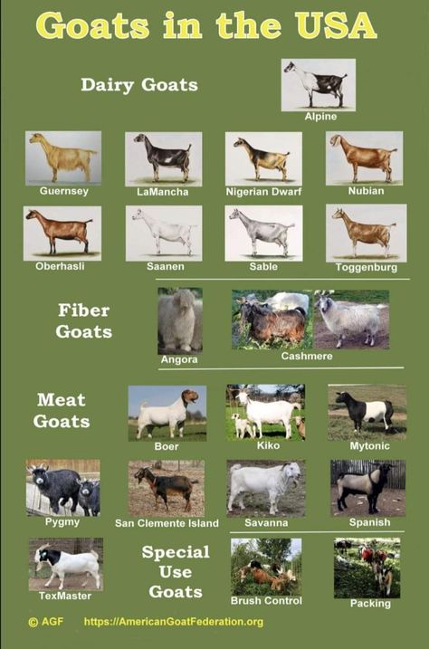 Meat Goats Breeds, Pig Breeds Chart, Goat Breeds Chart, Goat Types, Goat Farming Ideas, Goat Sketch, Heritage Breeds Livestock, Goat Feed, Types Of Goats