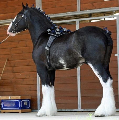 Shire Horse, Clydesdale Horses, Show Horse, Big Horses, Dream Horse, Horse Names, Most Beautiful Horses, Work Horses, Majestic Horse