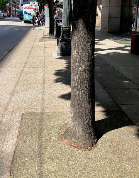 Porous Pave tree surrounds: tree-friendly, conforms to the shapes of tree bases Tree Grate, Permeable Paving, Tree Growth, Urban Tree, Slippery When Wet, Mercer Island, Tree Base, Tree Roots, Tree Care