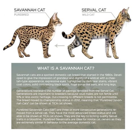 Savannah Cat Kitten, Savannah Cat Full Grown, Therian Animals, F3 Savannah Cat, Structure Sketch, Funny Reference, Savanna Cat, African Serval Cat, Savannah Animals