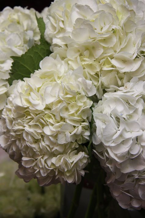 white hydrangea Valerie June, Coral Table, Hydrangea Landscaping, Flower Catalog, White Hydrangeas, Cream Art, Pinterest Wedding, Favourite Flowers, Florist Shop