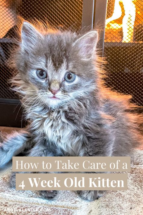 Kitten Beds Diy Ideas, How To Take Care Of A Kitten, 6 Week Old Kitten, Kitten Formula, Feral Kittens, Angela Lanter, Kitten Beds, Kitty Litter, Small Kittens