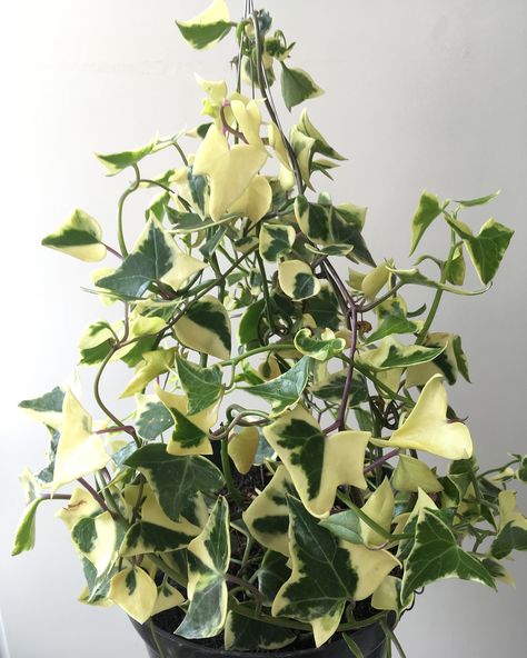 Senecio macroglossus variegatus ~ wax ivy variegated Ivy Plant Indoor, Tall Indoor Plants, Ivy Plant, Houseplants Low Light, Making Plant Pots, Garden Vines, Ivy Plants, Best Indoor Plants, Low Light Plants