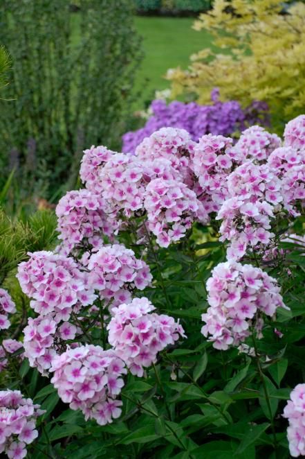 'Bright Eyes' Garden Phlox (Phlox paniculata ‘Bright Eyes’) Drought Tolerant Landscape Design, Plants To Attract Hummingbirds, Phlox Paniculata, Hgtv Garden, Drought Tolerant Landscape, Flowers Blooming, Garden Care, Perennial Garden, Fragrant Flowers