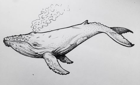 Whale drawing by Lydia Cross, commissioned by Lucy Houghton Tattoos Black And White, Whale Drawing, Ocean Drawing, Whale Illustration, Whale Tattoos, Whale Art, Desenho Tattoo, Humpback Whale, Animal Sketches