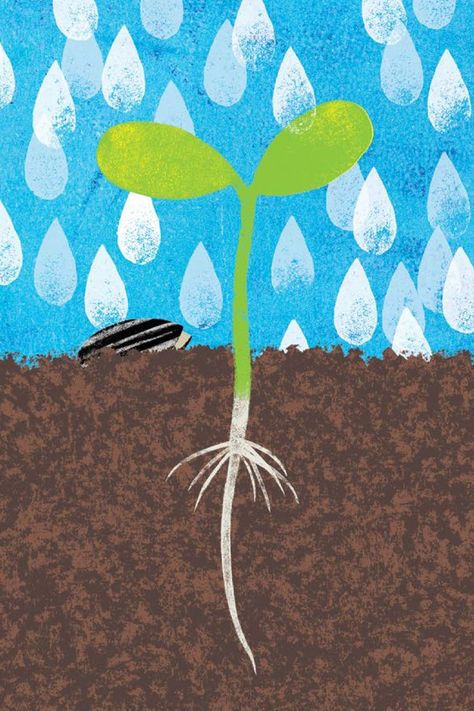 Follow the lifecycle of a sunflower seed in A SEED GROWS, the bold new nonfiction picture book from Sibert honoree Antoinette Portis. Here's a sneak peek of the gorgeous illustrations, showing the seed as it bursts out of the ground for the first time! Lifecycle Of A Sunflower, Growing Illustration, Seed Illustration, Church Retreat, School Illustration, Design Seeds, Holiday House, Sunflower Seed, Graphic Design Fun