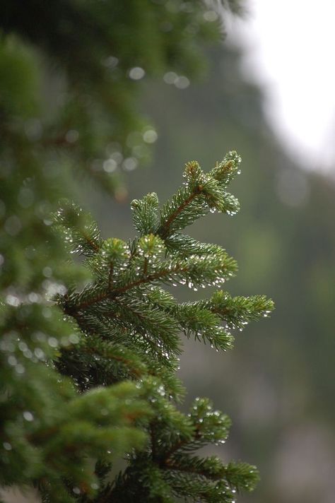 Pine Tree Wallpaper Iphone, Pine Tree Wallpaper, Tree Wallpaper Iphone, Pine Tree Art, Trendy Tree, No Rain, Tree Wallpaper, Foto Art, Tree Tattoo